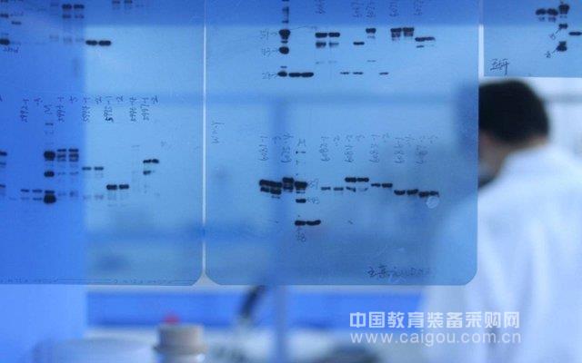 Western Blot, 免疫印迹实验服务,WB实验外包